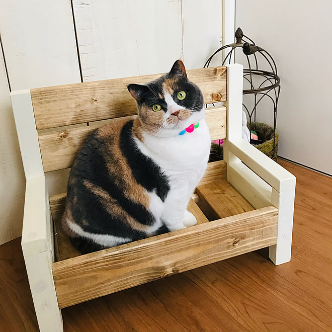 Minne キャットベンチ ペット用ベンチ ねこと暮らす Diy などのインテリア実例 05 27 14 48 49 Roomclip ルームクリップ