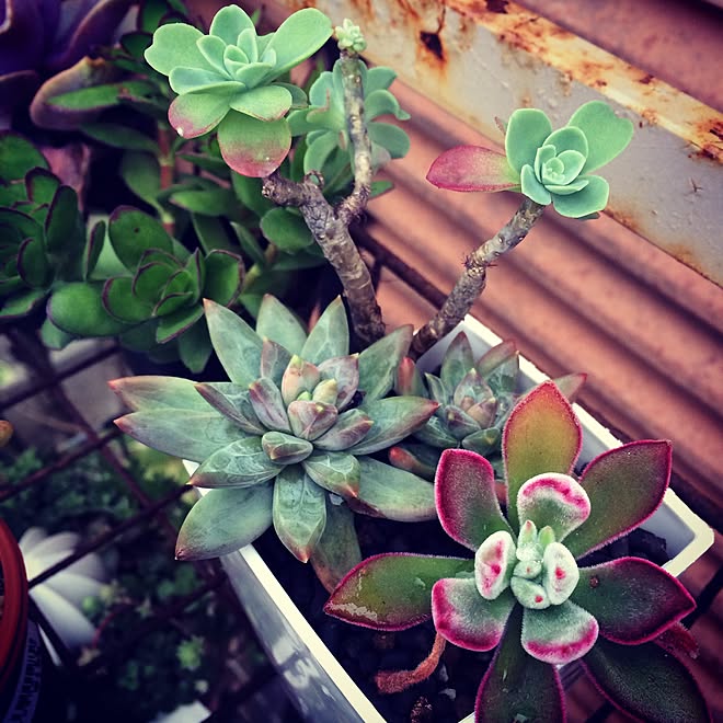 玄関 入り口 雨ざらし 多肉植物 おばさんち 紅葉 のインテリア実例 15 01 08 21 01 12 Roomclip ルームクリップ