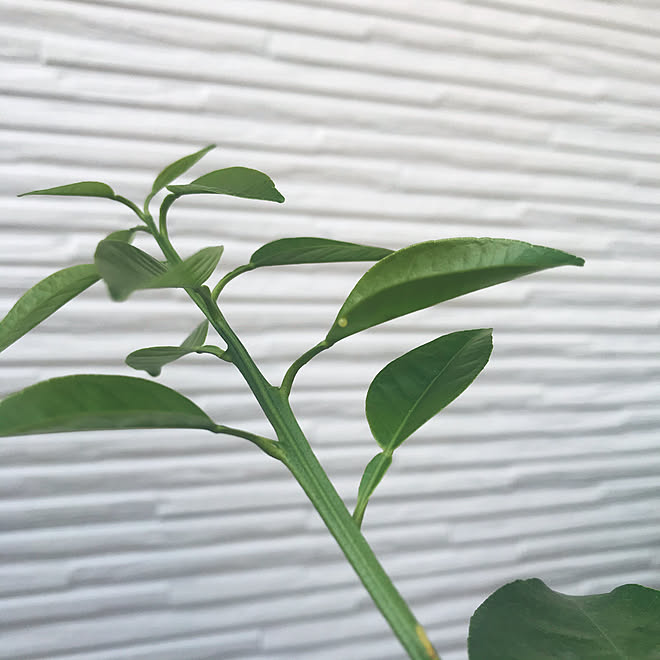 アゲハチョウの卵 花ゆず 玄関 入り口 花壇 庭のインテリア実例 05 29 56 16 Roomclip ルームクリップ