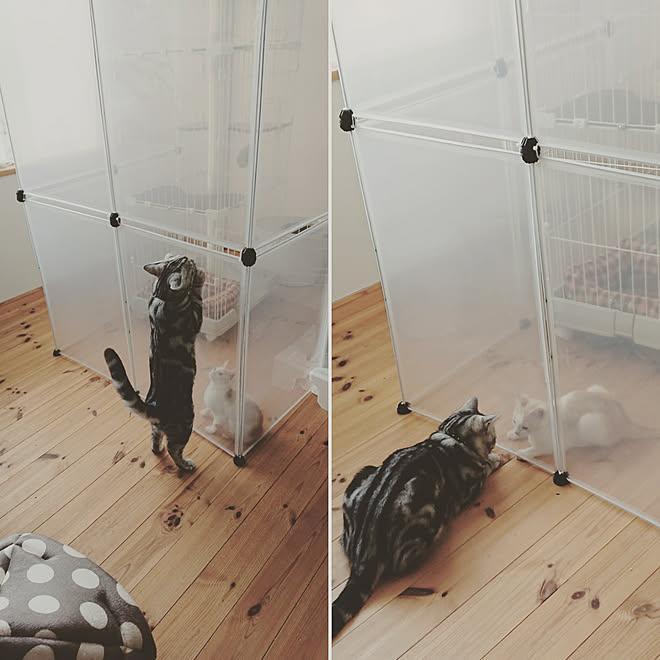 部屋全体 ゆずくん 保護猫ちゃん 手作りの隔離ゲージ ねこのいる暮らし などのインテリア実例 19 01 23 15 28 54 Roomclip ルームクリップ