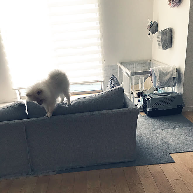 クレート買いました ゲージ 模様替え 犬との暮らし ポメラニアン などのインテリア実例 09 16 18 40 33 Roomclip ルームクリップ クレート買いました ゲージ 模様替え 犬との暮らし ポメラニアン などのインテリア実例 09 16 18 40 33 Roomclip ルームクリップ