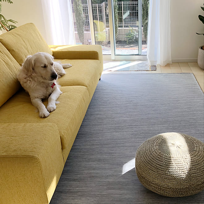 IKEA/北欧/kai sofa/LIVING HOUSE/いぬと暮らす...などのインテリア実例 - 2019-11-30 11:20:13