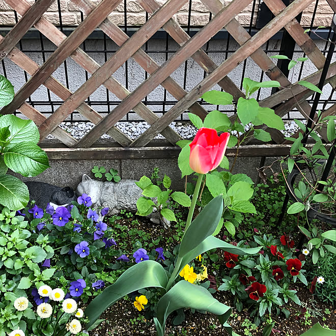 ポンポンデイジー ビオラ チューリップ 花壇 小さな庭 などのインテリア実例 19 04 19 09 05 53 Roomclip ルームクリップ