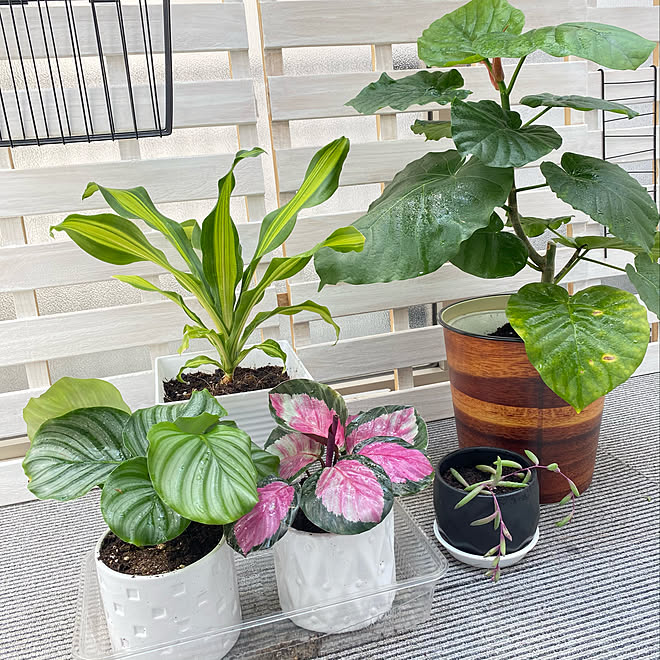 ゴミ箱を鉢カバーに ダイソーの植木鉢 心地よい暮らし ダイソー 100均 などのインテリア実例 21 05 31 11 05 34 Roomclip ルームクリップ ゴミ箱を鉢カバーに ダイソーの植木鉢 心地よい暮らし ダイソー 100均 などのインテリア実例 21 05 31 11 05 34 Roomclip ルームクリップ