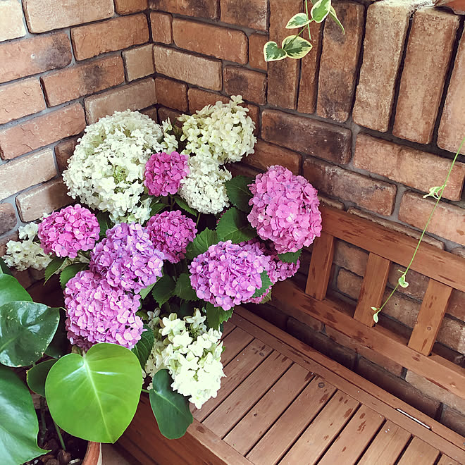 カシワバアジサイ 柏葉紫陽花 かしわばあじさい ポーチのある家 あじさい などのインテリア実例 06 15 08 53 19 Roomclip ルームクリップ