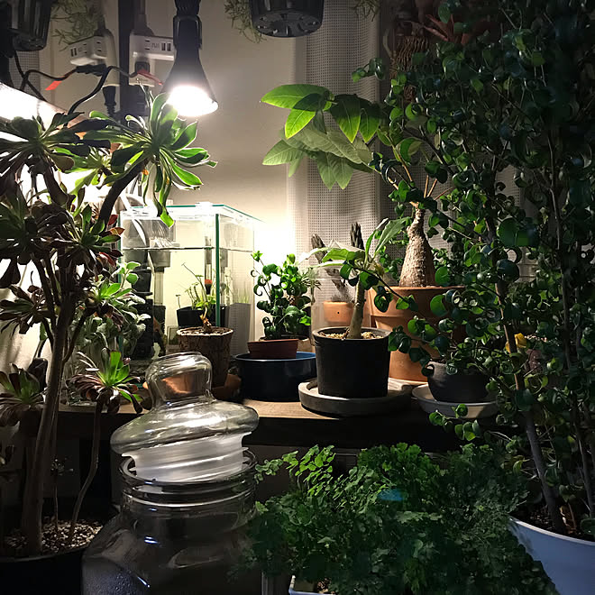 ig→hitorururu/植物のあり過ぎる暮らし/観葉植物/賃貸/築20年...などのインテリア実例 - 2019-12-04 11:39:48