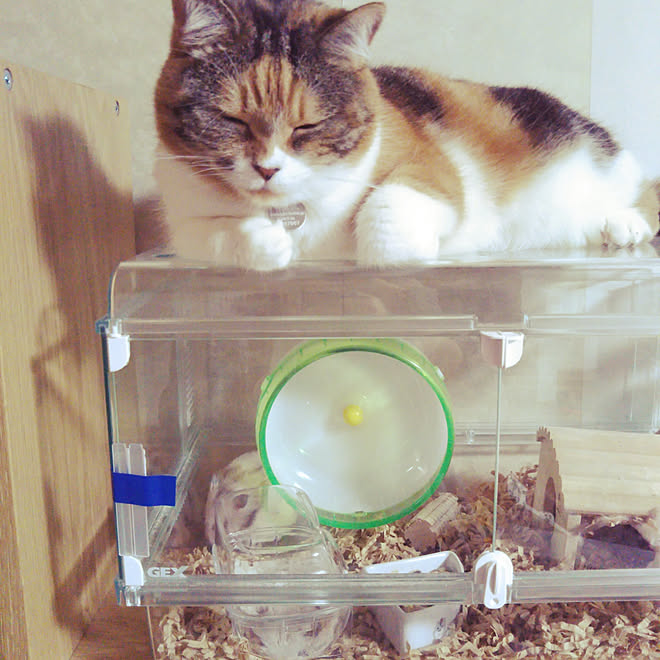 リビング/猫/癒し*´｀*/猫と暮らす。/猫のゆずさんなどのインテリア 