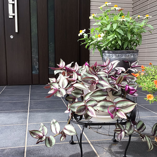 癒し 夏 夏の花 鉢植え 花の名前忘れた などのインテリア実例 22 08 08 22 58 59 Roomclip ルームクリップ