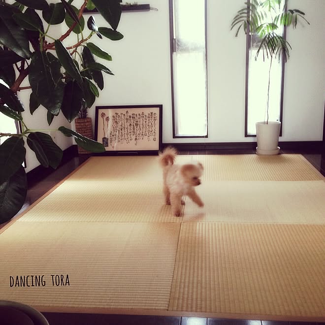 リビング エバーフレッシュ 畳 コメント嬉しいです 犬 などのインテリア実例 15 06 19 18 16 17 Roomclip ルームクリップ リビング エバーフレッシュ 畳 コメント嬉しいです 犬 などのインテリア実例 15 06 19 18 16 17 Roomclip ルームクリップ