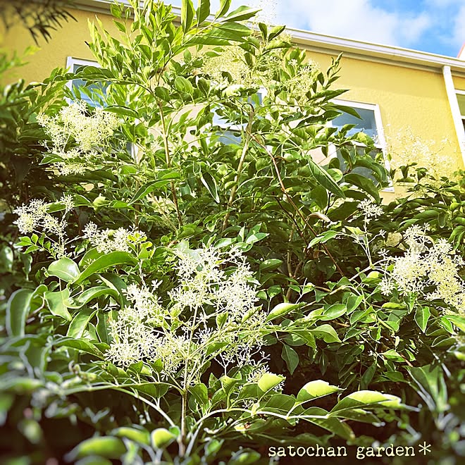 玄関 入り口 シマトネリコの花 17 7 15 ちむぽん をありがとう などのインテリア実例 17 07 15 18 26 09 Roomclip ルームクリップ