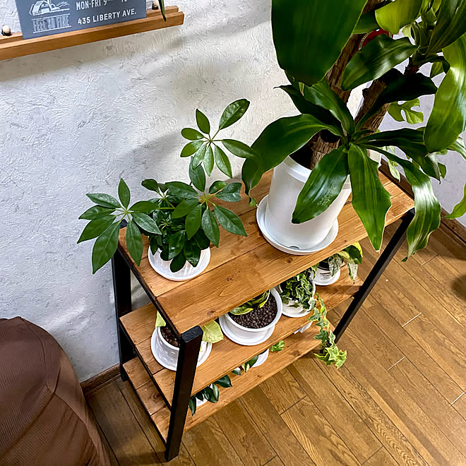 サンスベリアゴールデンハニー シンゴニウム オープンラック ポトスマーブルクイーン アイビー などのインテリア実例 21 05 16 17 11 Roomclip ルームクリップ