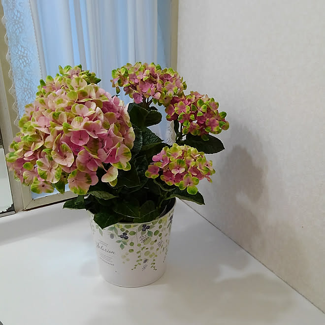 バス トイレ ハイドランジア 西洋紫陽花 紫陽花 コメリ などのインテリア実例 19 06 30 06 13 50 Roomclip ルームクリップ