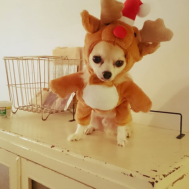 リビング たちぐるみ 犬とクリスマス チワワトナカイ コスプレ犬 などのインテリア実例 16 11 12 16 42 01 Roomclip ルームクリップ リビング たちぐるみ 犬とクリスマス チワワトナカイ コスプレ犬 などのインテリア実例 16 11 12 16 42 01 Roomclip ルームクリップ