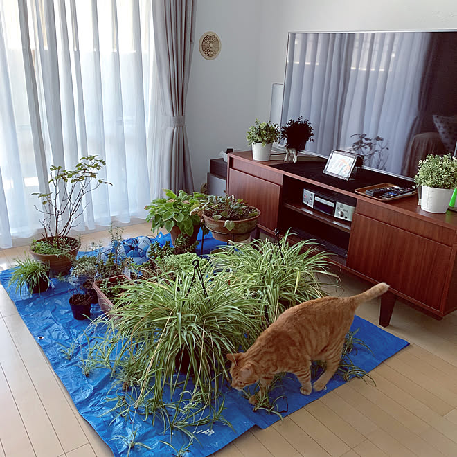 台風対策/unico TVボード/カルクウォール/IKEA/漆喰壁...などのインテリア実例 - 2019-09-08 13:23:30