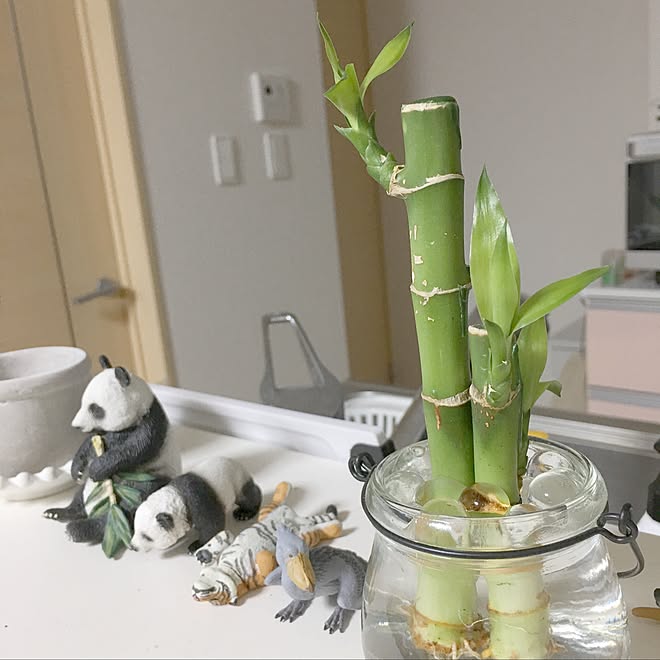 キッチン 植物 観葉植物 ミリオンバンブー 緑のある暮らし などのインテリア実例 17 05 10 22 18 09 Roomclip ルームクリップ