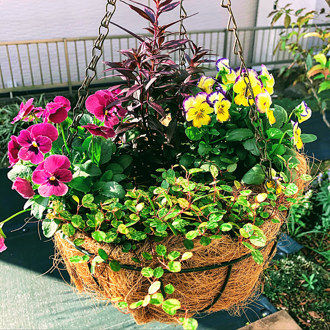 ワイヤープランツ 金魚草ブロンズドラゴン ビオラ Daiso 寄せ植え などのインテリア実例 10 27 08 13 55 Roomclip ルームクリップ