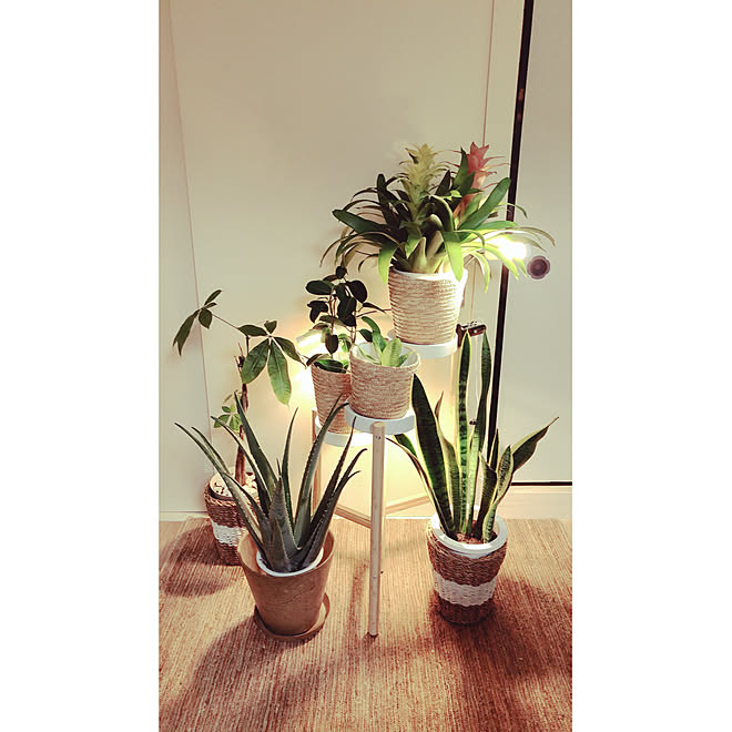 植物が好き/植物/ウッド/ナチュラルスタイル/2LDK賃貸マンション...などのインテリア実例 - 2020-10-26 19:20:56