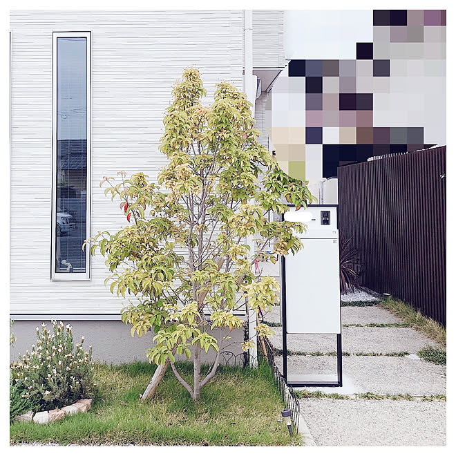 イベント参加 ヤマボウシ シンボル 白い花 シンボルツリー などのインテリア実例 21 05 11 17 00 Roomclip ルームクリップ