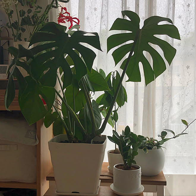 19 4 24 モンステラ植え替え ヨーキー マルチ大好き もっとオシャレにしたい いつも良いねありがとうございます などのインテリア実例 19 04 24 09 35 14 Roomclip ルームクリップ 19 4 24 モンステラ植え替え ヨーキー マルチ大好き もっとオシャレにしたい いつも良いねありがとうございます などのインテリア実例 19 04 24 09 35 14 Roomclip ルームクリップ