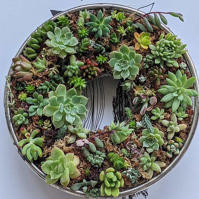玄関 入り口 趣味 多肉植物 多肉リース 植物 などのインテリア実例 21 05 01 18 25 37 Roomclip ルームクリップ