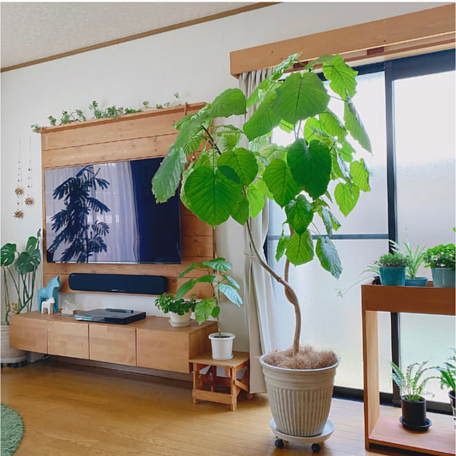 シンボルツリー 植物のある暮らし 観葉植物のある暮らし ウンベラータ みどりのある暮らし などのインテリア実例 21 05 10 13 30 10 Roomclip ルームクリップ