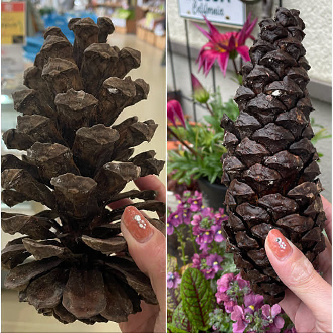 まつぼっくり 花のある暮らし 植物のある暮らし みどりのある暮らし 大きいまつぼっくり などのインテリア実例 21 03 21 13 50 52 Roomclip ルームクリップ