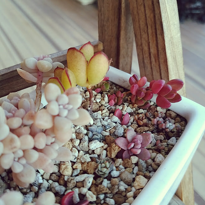 サンルーム No Green No Life 多肉植物 寄せ植え ヌビゲナム レズリー などのインテリア実例 18 01 21 14 54 Roomclip ルームクリップ サンルーム No Green No Life 多肉植物 寄せ植え ヌビゲナム レズリー などのインテリア実例 18 01 21 14 54 Roomclip ルームクリップ