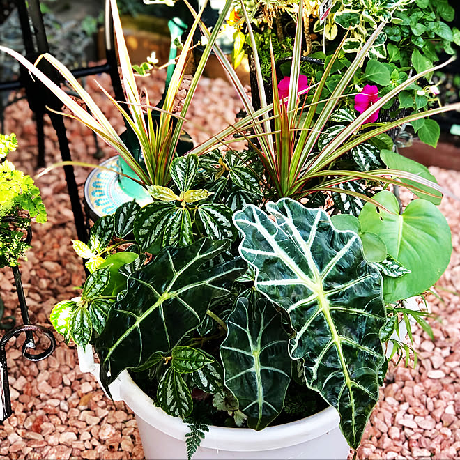 寄せ植え アロカシア ガーデニング 玄関 入り口 モンステラ などのインテリア実例 19 12 01 17 09 15 Roomclip ルームクリップ