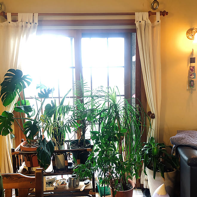 雨で葉水 観葉植物のある暮らし 部屋全体のインテリア実例 07 07 18 19 55 Roomclip ルームクリップ
