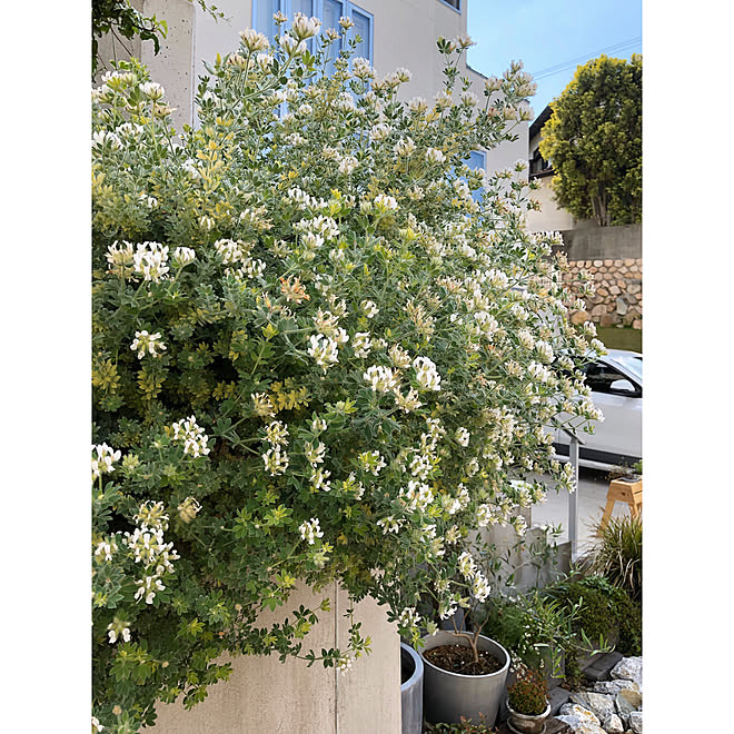 ロータスブリムストーン 暮らしを楽しむ グリーンのある暮らし 花のある暮らし 玄関 入り口のインテリア実例 05 30 10 25 01 Roomclip ルームクリップ