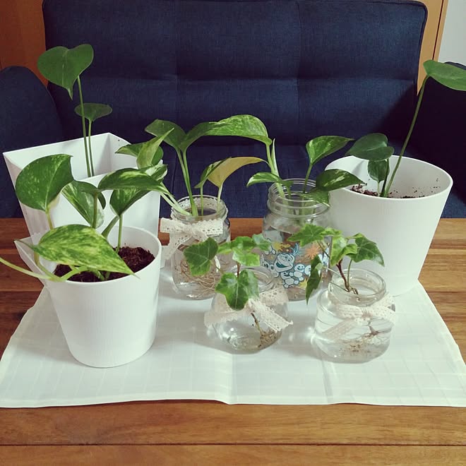 リビング 日替わり投稿企画 木曜日 いいねと フォローの押し逃げすみません 植物 ヘデラ水差し などのインテリア実例 17 07 18 45 04 Roomclip ルームクリップ リビング 日替わり投稿企画 木曜日 いいねと フォローの押し逃げすみません 植物 ヘデラ水差し などのインテリア実例 17 07 18 45 04 Roomclip ルームクリップ