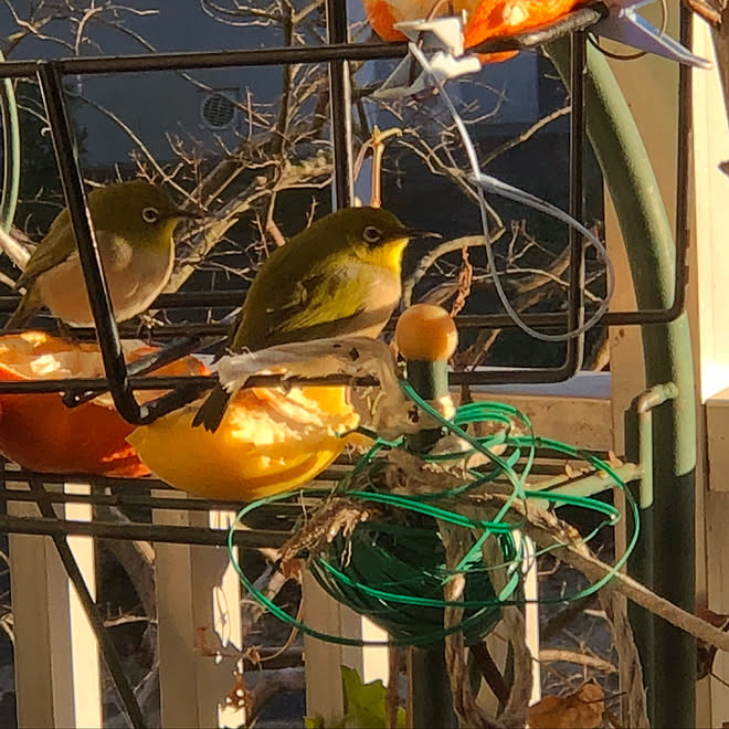 部屋全体 メジロ ベランダ 野鳥 野鳥の餌台 などのインテリア実例 18 03 00 01 42 Roomclip ルームクリップ