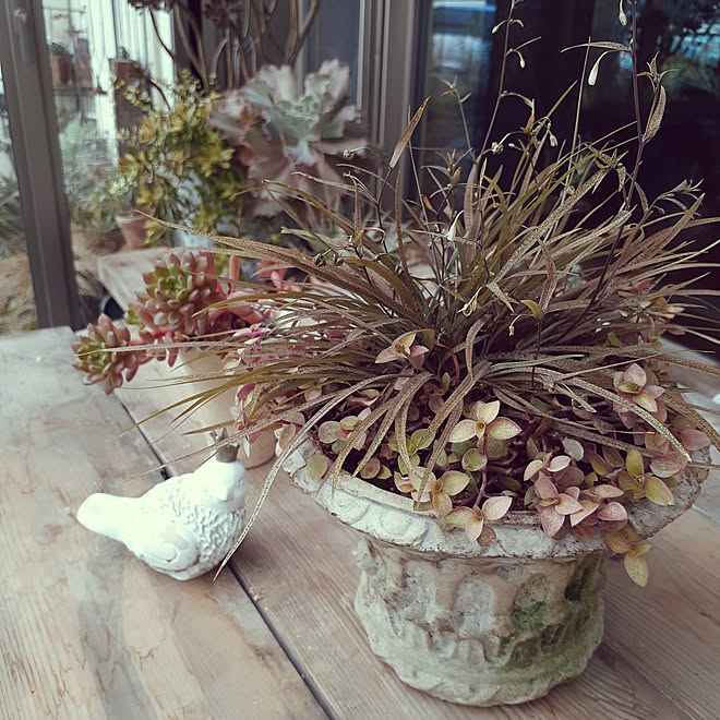 壁/天井/2019.11.18/庭の草花/グリーンのある暮らし/多肉...などのインテリア実例 - 2019-11-18 13:04:25