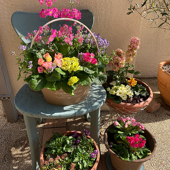 プリムラジュリアン 寄せ植え ガーデニング 季節を楽しむ暮らし いいね ありがとうございます などのインテリア実例 21 02 05 10 56 23 Roomclip ルームクリップ プリムラジュリアン 寄せ植え ガーデニング 季節を楽しむ暮らし いいね ありがとうございます などのインテリア実例 21 02 05 10 56 23 Roomclip ルームクリップ