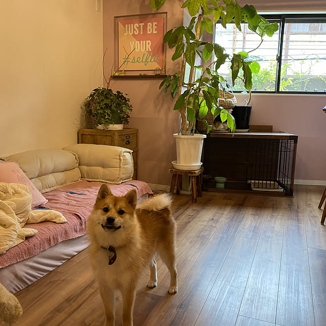 ポメラニアン 柴犬 ミックス犬 Zarahome フロアソファ などのインテリア実例 21 06 30 10 06 48 Roomclip ルームクリップ