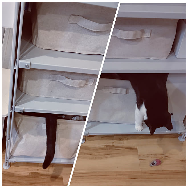 玄関/入り口/オープンラック/猫大好き/猫と暮らす/猫ばかりで 