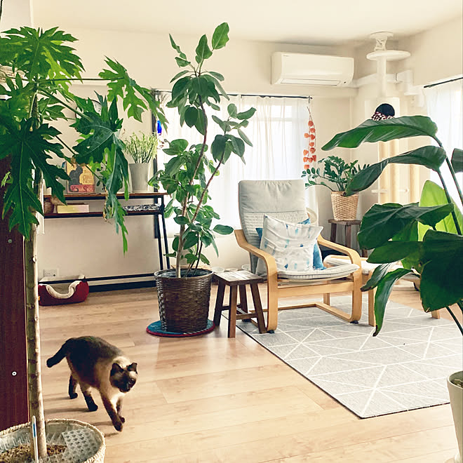 アルテシマ 猫とインテリア 猫 ラグ 観葉植物 などのインテリア実例 19 08 25 06 36 34 Roomclip ルームクリップ アルテシマ 猫とインテリア 猫 ラグ 観葉植物 などのインテリア実例 19 08 25 06 36 34 Roomclip ルームクリップ