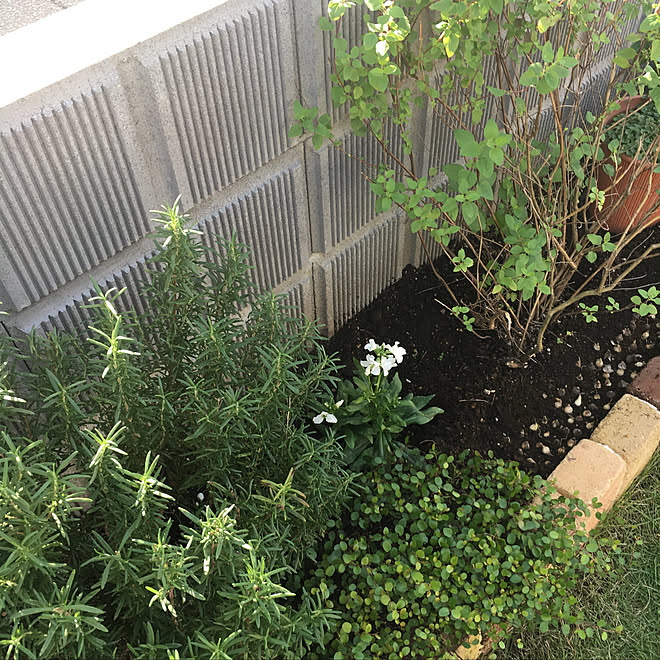 部屋全体 花壇diy マイガーデン ワイヤープランツ ストック などのインテリア実例 18 10 17 09 41 41 Roomclip ルームクリップ