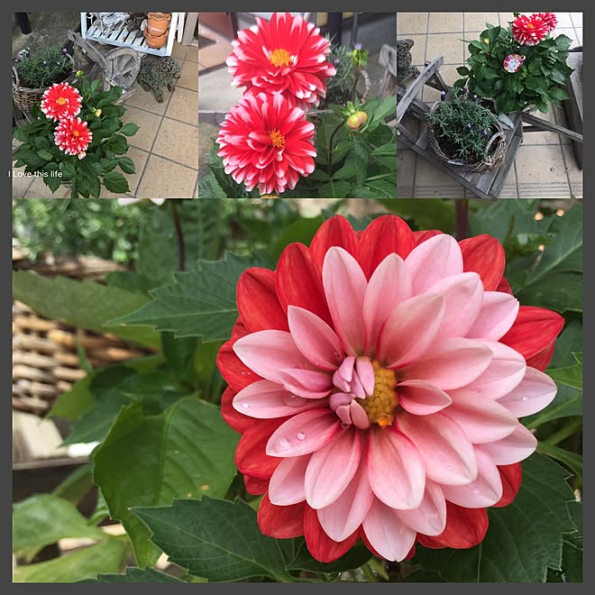 玄関 入り口 いいね 押し逃げばかりでごめんなさい ダリア ダリーナマキシ 植物 インテリアじゃなくてごめんなさいのインテリア実例 17 05 28 13 50 12 Roomclip ルームクリップ