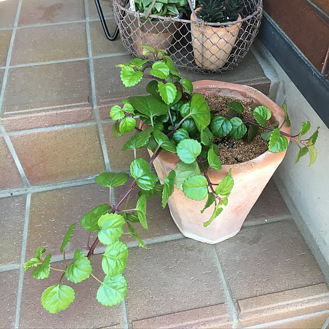 Kimuraruさん スウェーデンアイビー スウェーデンアイビーの輪 玄関ポーチ 植物のある暮らし などのインテリア実例 19 04 28 16 04 32 Roomclip ルームクリップ