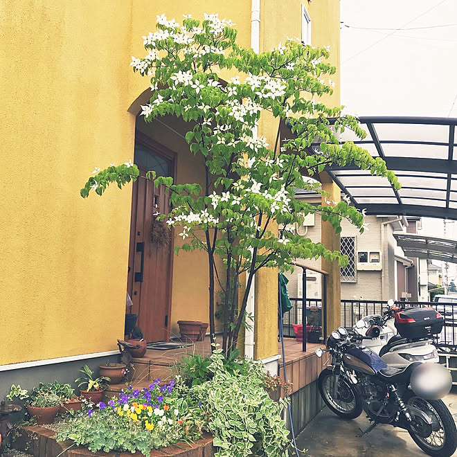 玄関周り ヤマボウシの花 ヤマボウシ いいねをありがとうございます うちで過ごそう などのインテリア実例 05 19 21 08 51 Roomclip ルームクリップ