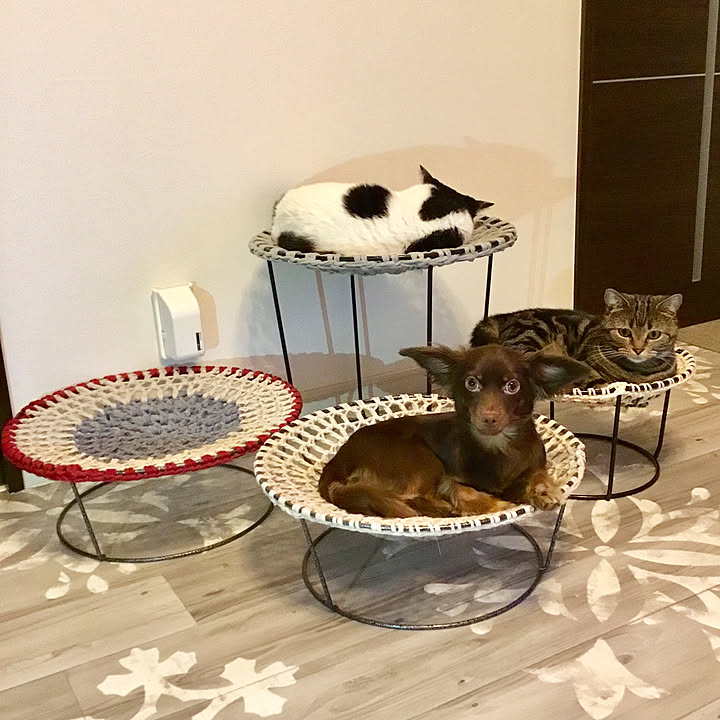 猫ベッド手作りのおすすめ商品とおしゃれな実例 ｜ RoomClip（ルーム