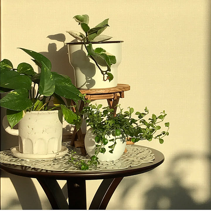 観葉植物 カップ型の鉢のおすすめ商品とおしゃれな実例 ｜ RoomClip