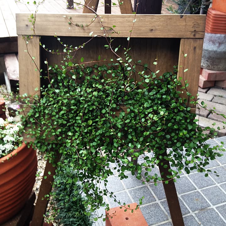 額縁プランターのおすすめ商品とおしゃれな実例 | RoomClip(ルーム