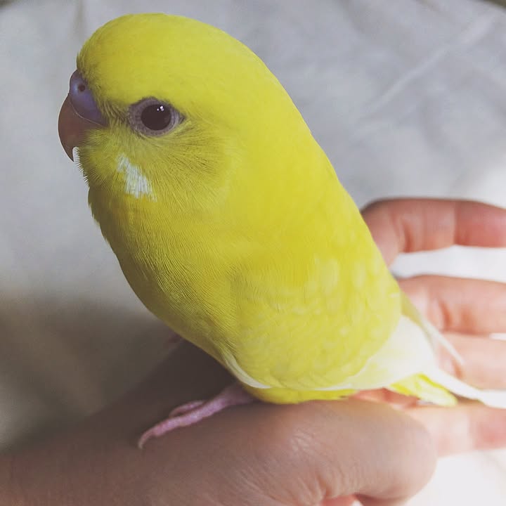 セキセイインコ 手のりインコのおすすめ商品とおしゃれな実例 | RoomClip(ルームクリップ) ころころインコ ミニチュア