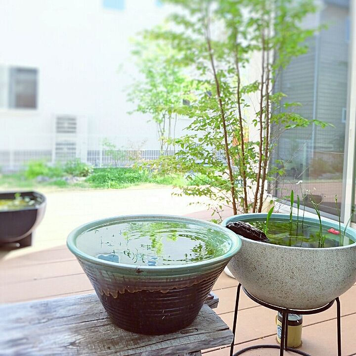 睡蓮鉢 水生植物のおすすめ商品とおしゃれな実例 ｜ RoomClip（ルーム