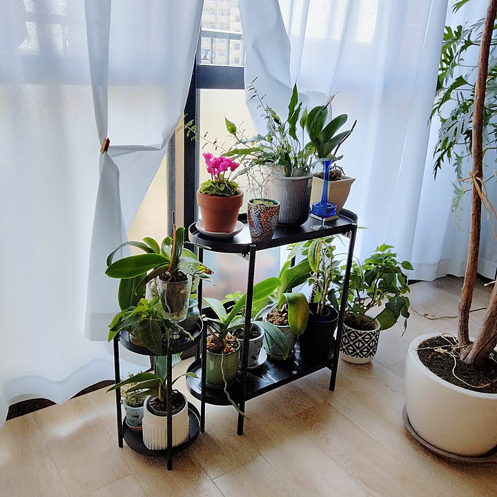 スパティフィラム 観葉植物のある暮らしのおすすめ商品とおしゃれな