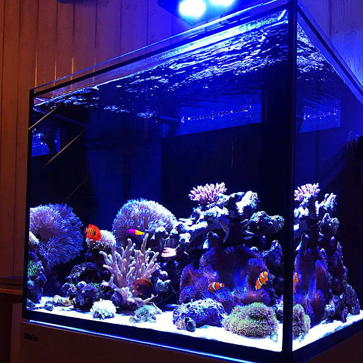 照明 海水魚水槽のおすすめ商品とおしゃれな実例 ｜ RoomClip（ルーム