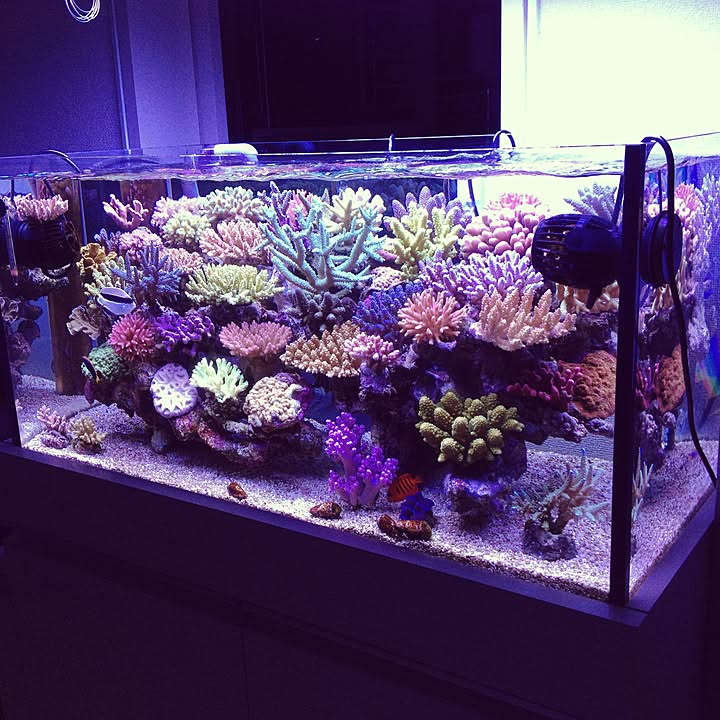 アクアリウム 海水魚のおすすめ商品とおしゃれな実例 | RoomClip