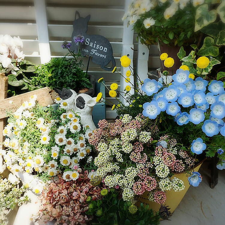 玄関/入り口/花のある暮らし/お花のある暮らし/コメントお気遣いなく♡/ラティスDIY&hellip;などのインテリア実例 20190408